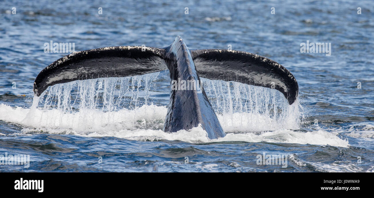 Tail humpback whale above the water surface closeup. Chatham Strait ...