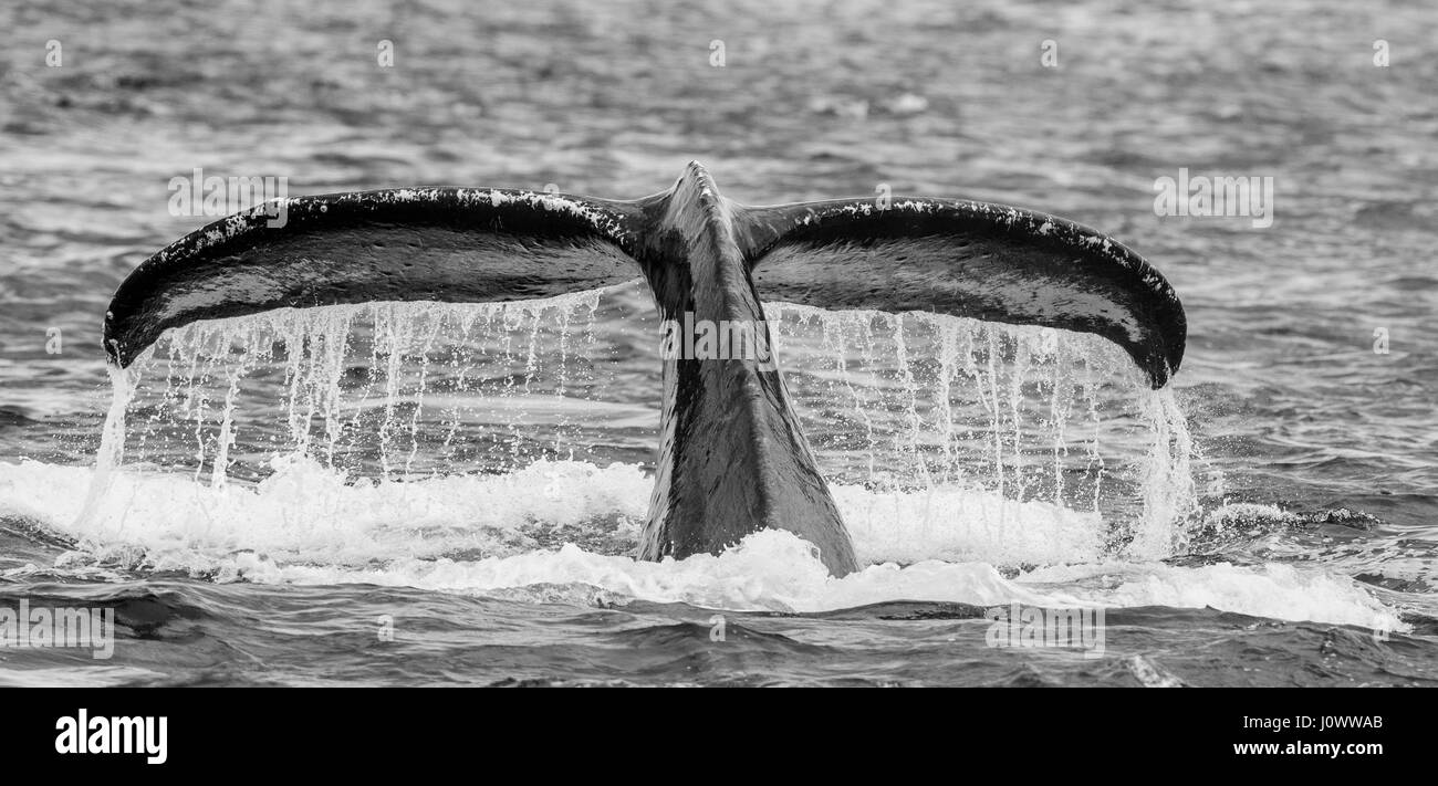 Tail humpback whale above the water surface closeup. Chatham Strait ...