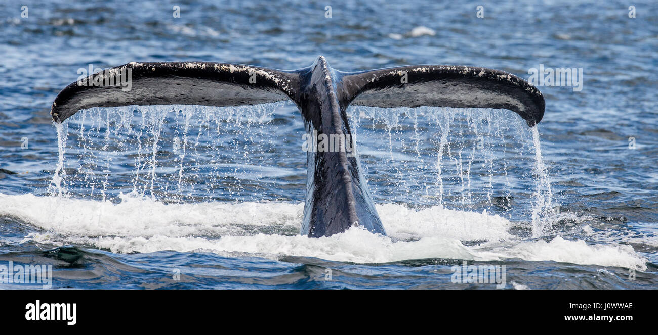 Tail humpback whale above the water surface closeup. Chatham Strait ...