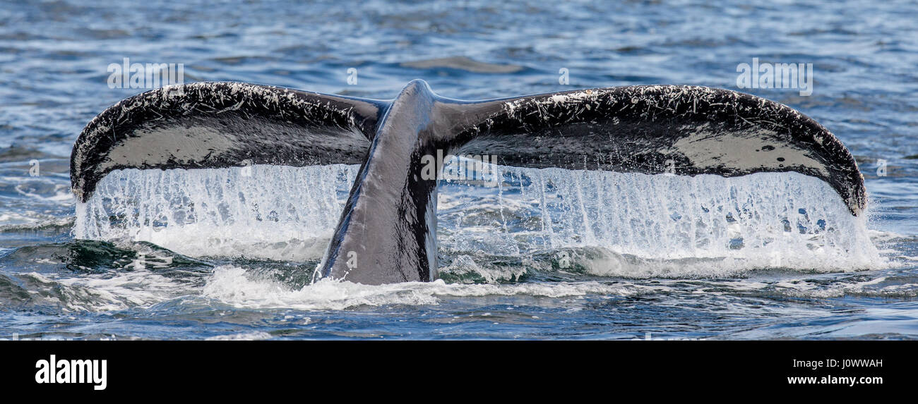 Tail humpback whale above the water surface closeup. Chatham Strait ...