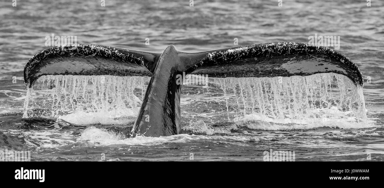 Whale closeup hi-res stock photography and images - Alamy