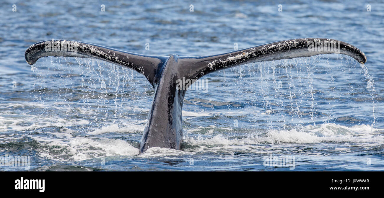 Tail humpback whale above the water surface closeup. Chatham Strait ...