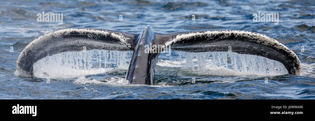 Tail humpback whale above the water surface closeup. Chatham Strait ...