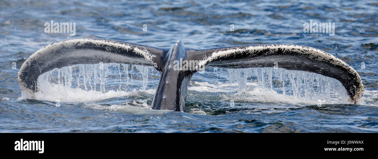 Tail humpback whale above the water surface closeup. Chatham Strait ...