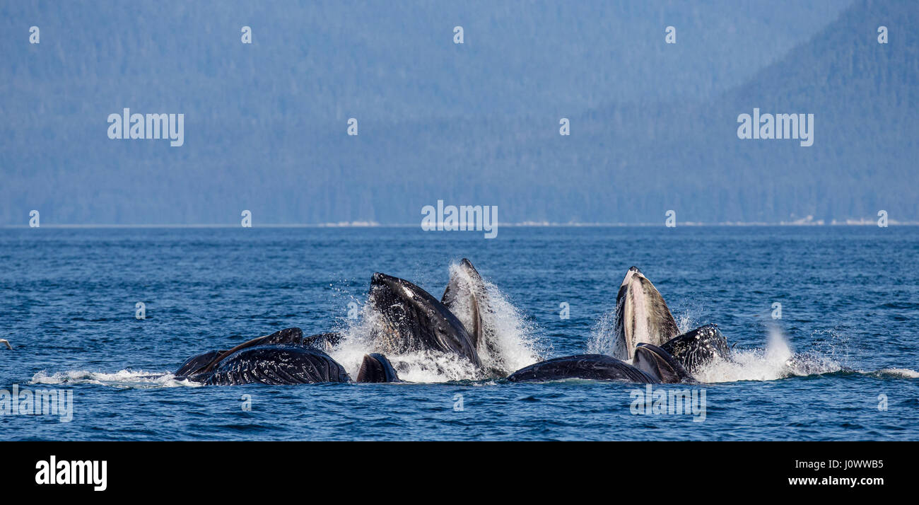 The head and the humpback whale's mouth above the water surface close