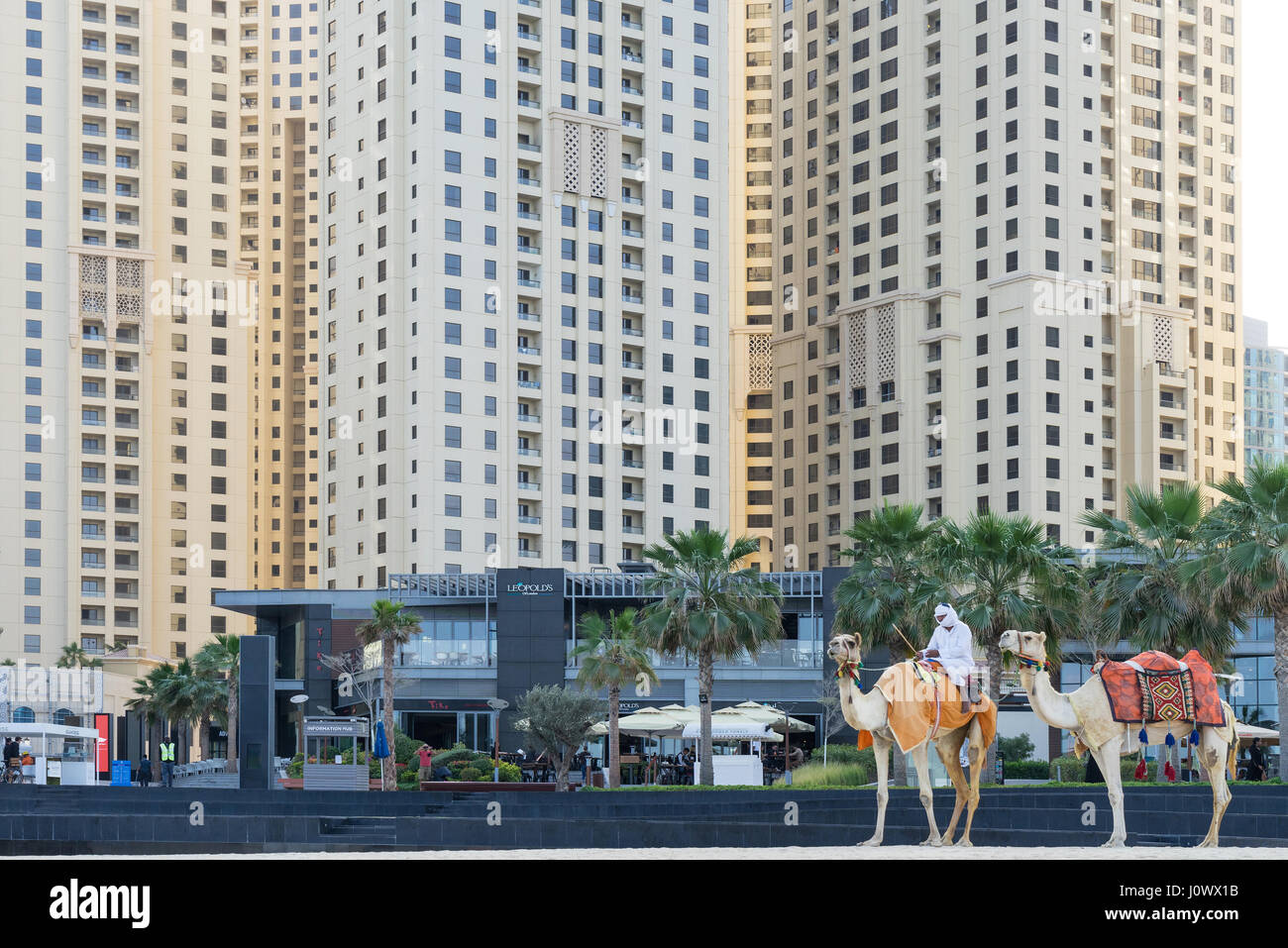 Dubai - January 25: Close up of bedouin, riding a camel in front of Dubai Marina residential skyscrapers and hotels on January 25, 2017. Stock Photo