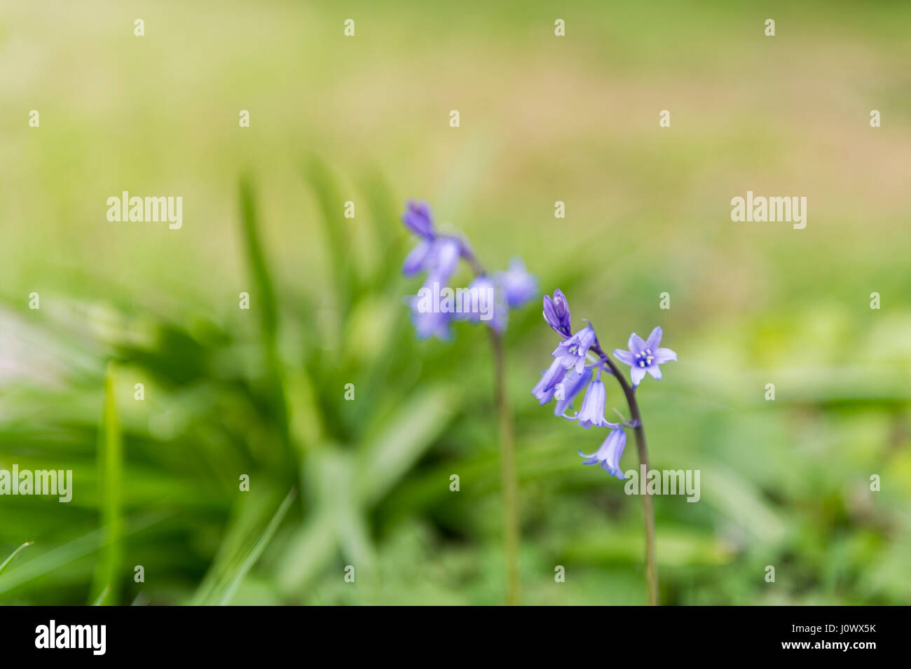 Bluebell Isolated (Hyacinthoides non scripta) on a natural green background bokeh with copy space. Stock Photo