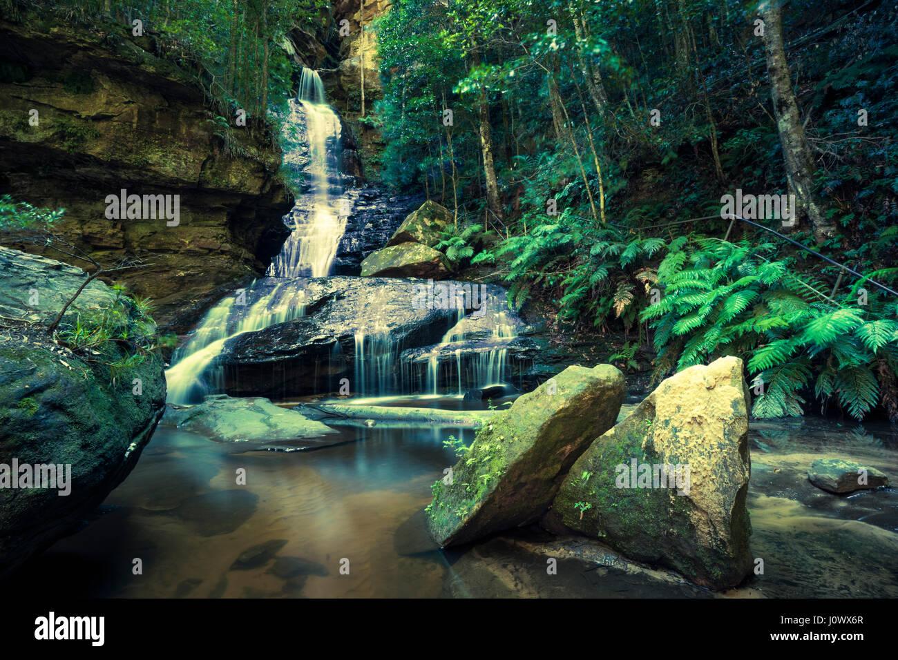 Daintree Rainforest