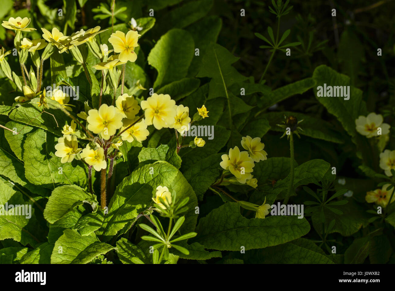 Primula vulgaris - English Primroses Stock Photo