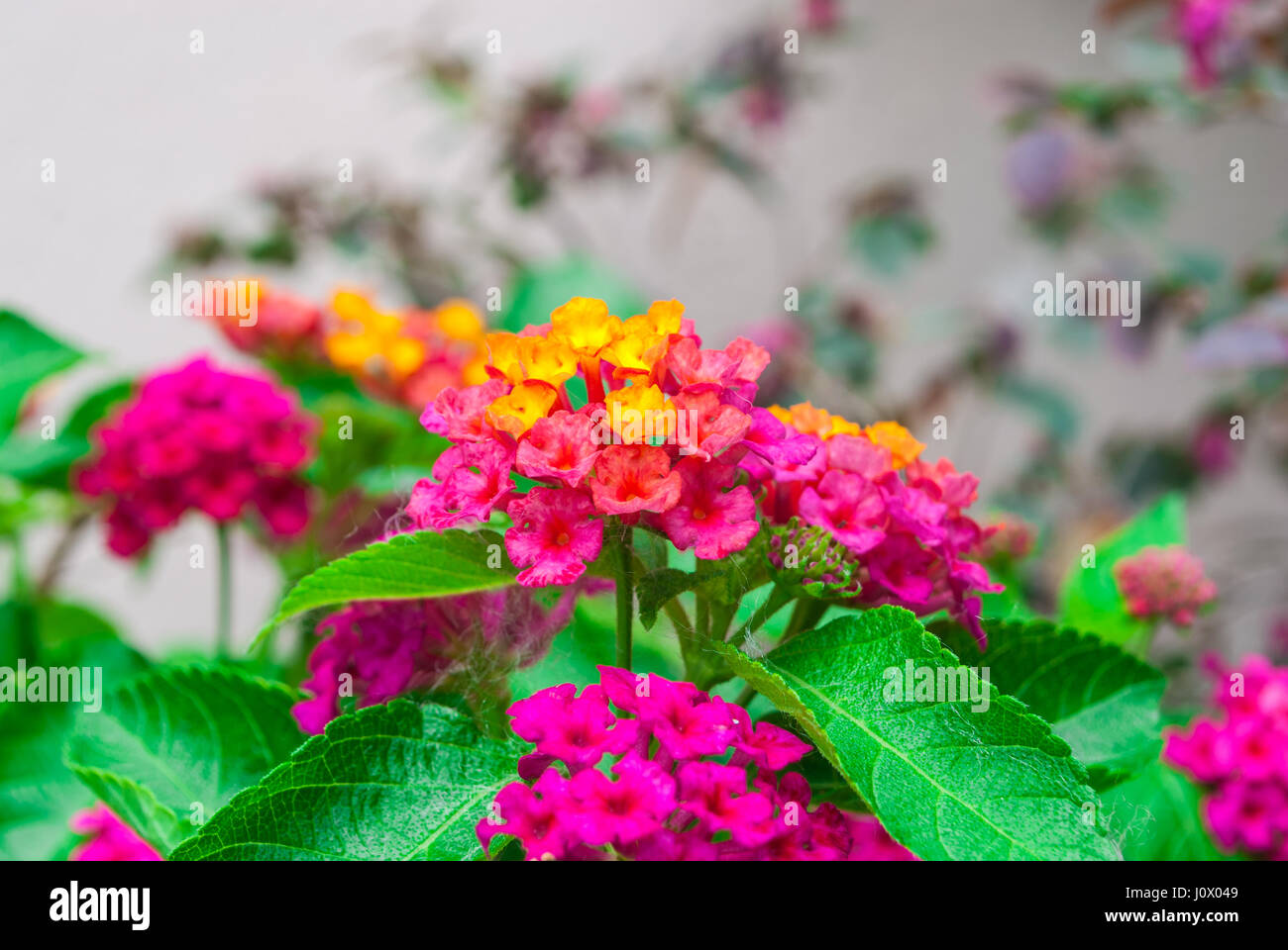 Closeup to Beautiful Colorful Lantana Camara L./ VERBENACEAE Stock Photo