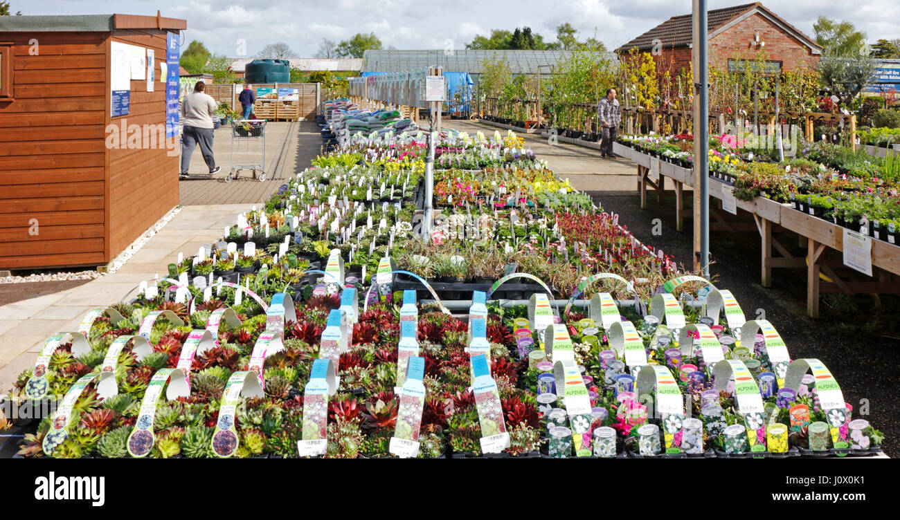 Rows of plants for sale at a garden centre at Taverham, Norfolk