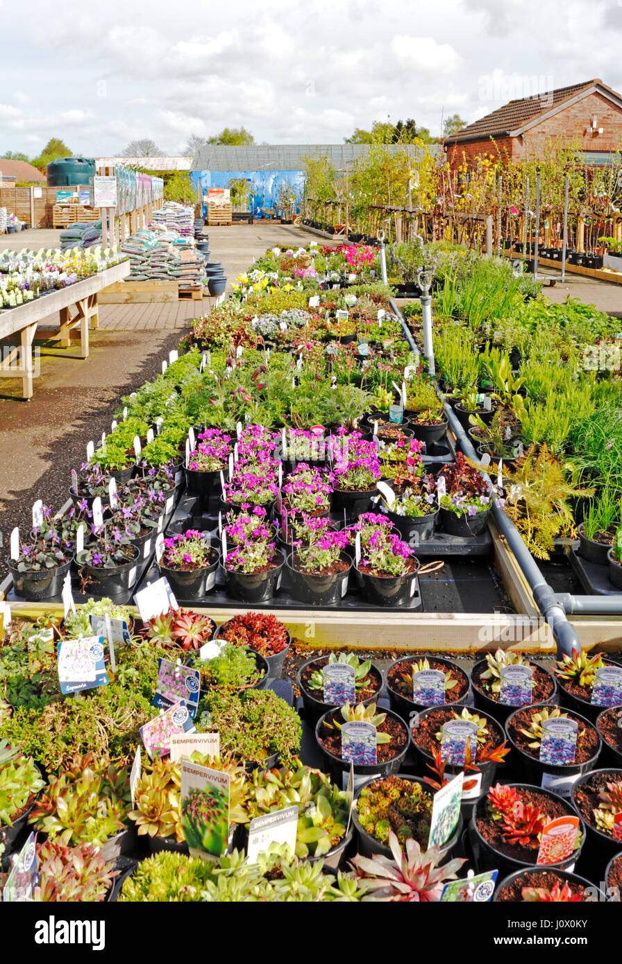 Trays of plants for sale at a garden centre in Taverham, Norfolk