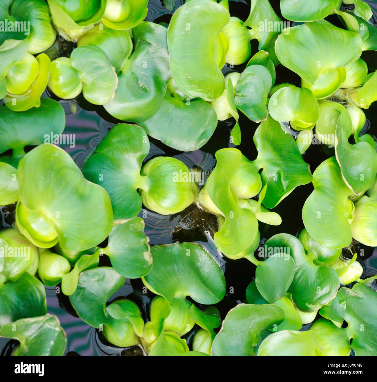 Water Hyacinth, Eichhornia crassipes, on display in an acquatics section of a garden centre in East Anglia, England, United Kingdom, Europe. Stock Photo