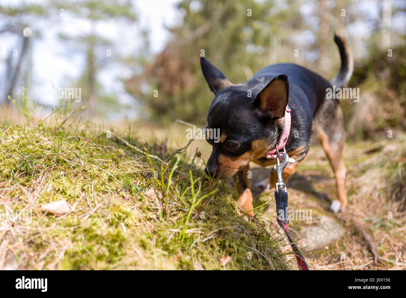 Small female Chihuahua dog using it's nose sniffing grass on the ground in woods for scents during walk outdoors  Model Release: No.  Property Release: Yes. Stock Photo