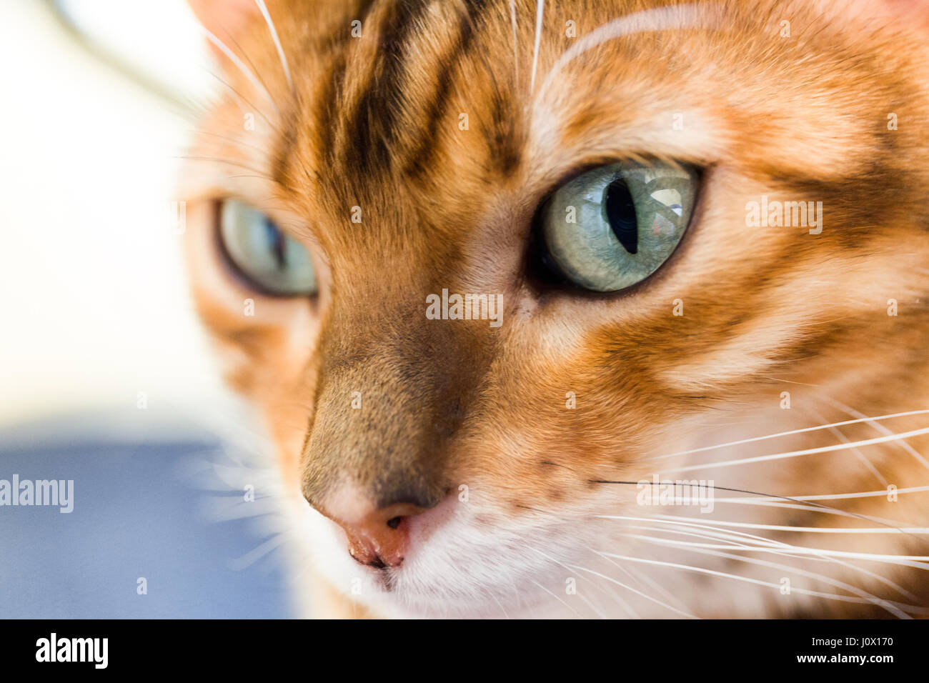 Close up portrait of female Bengal cat eyes and face Model Release: No. Property Release: Yes. Stock Photo