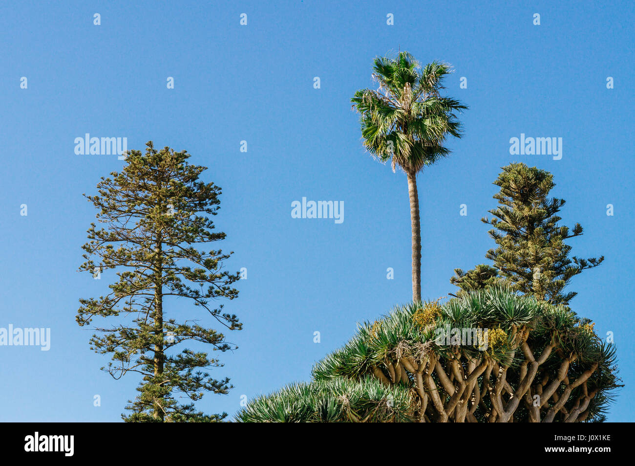 Canary islands trees: palm, pine tree and dracaena draco Stock Photo