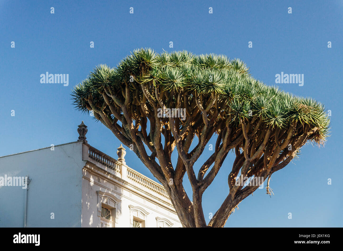 Dracaena draco or dragon tree is natural symbol of Tenerife island Stock Photo