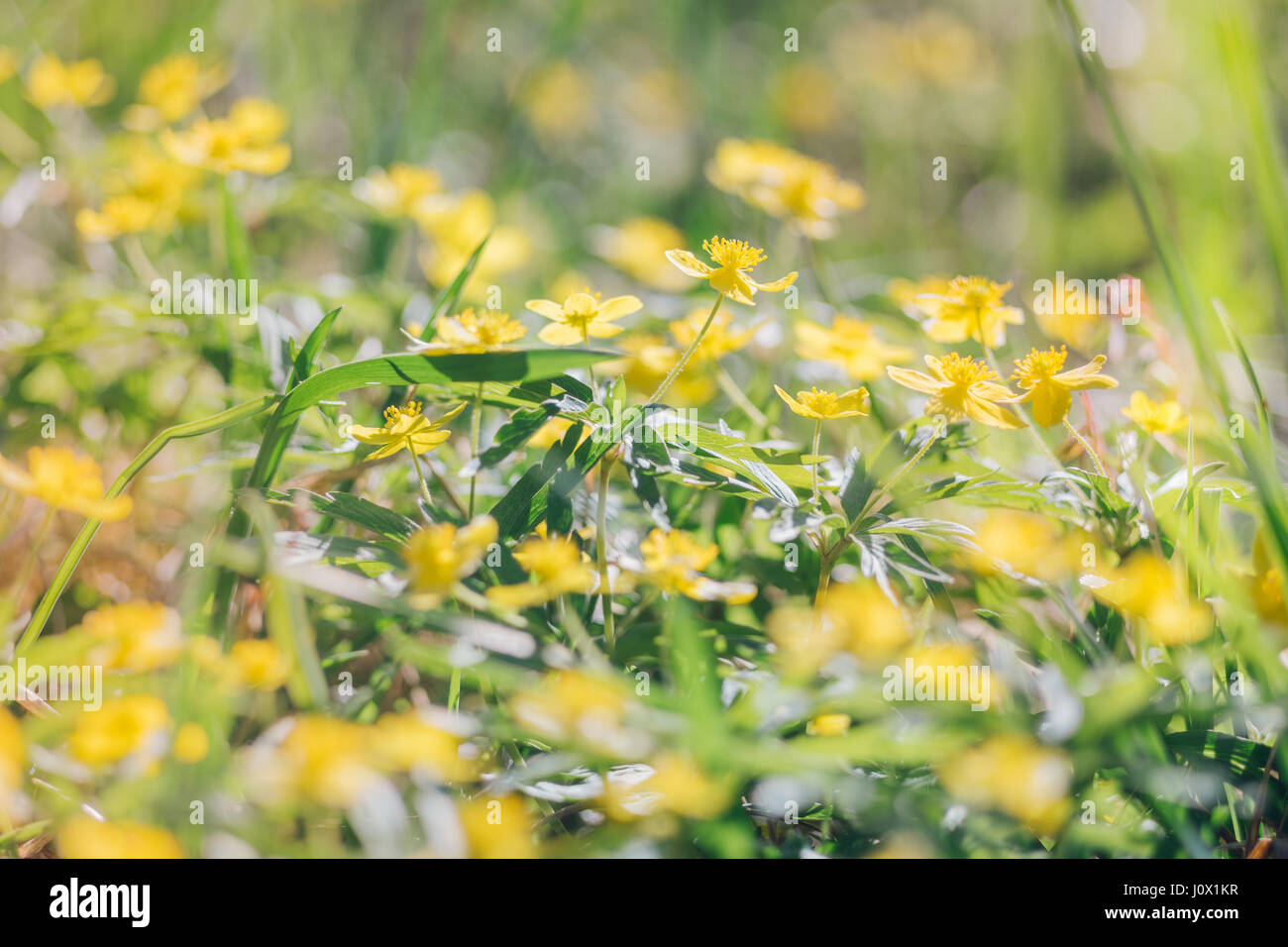 Springtime lawn with blossom buttercup flowers against bright sun Stock Photo