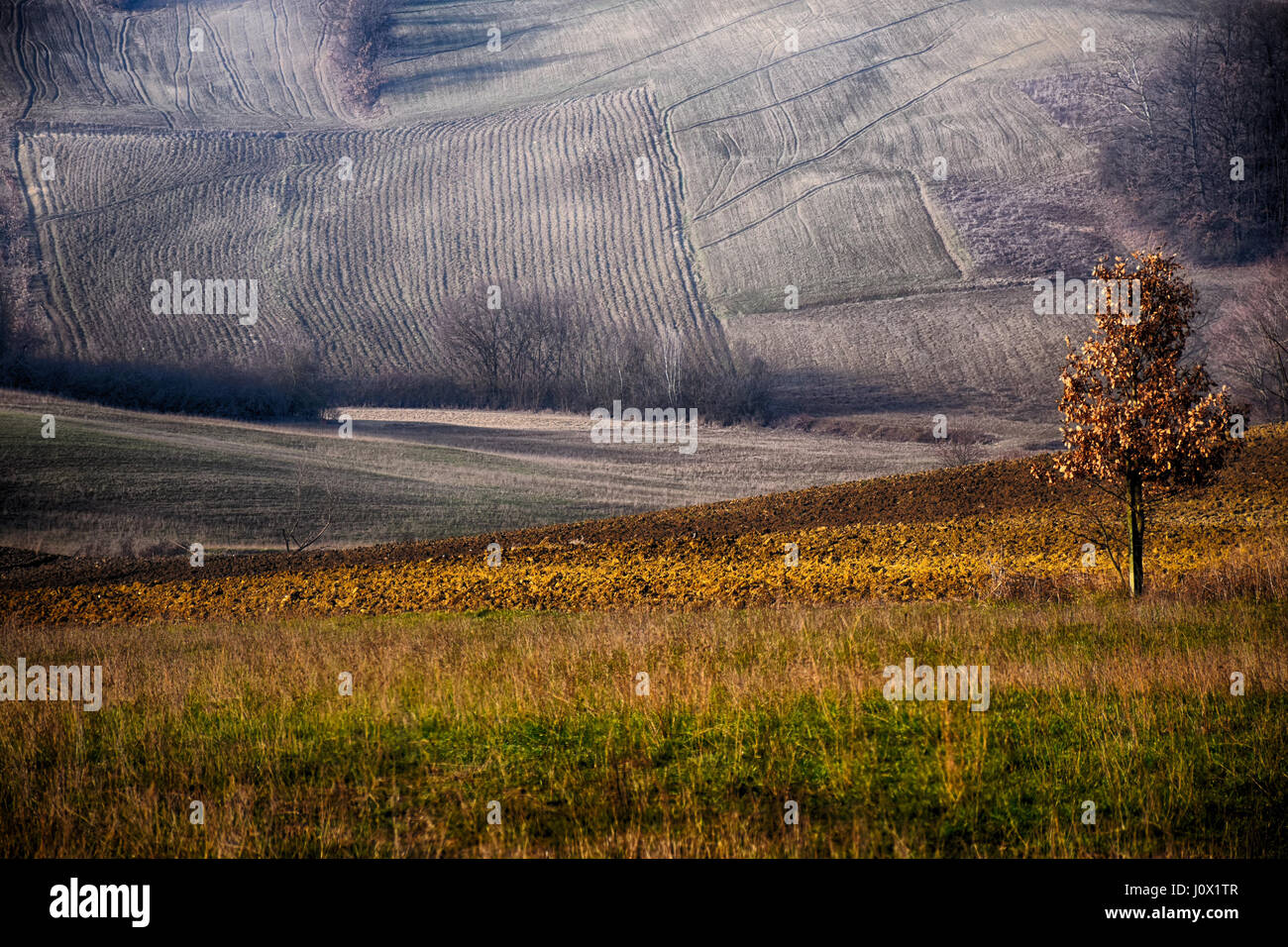 Lone tree in rural landscape, Castellania, Piedmont, Italy Stock Photo