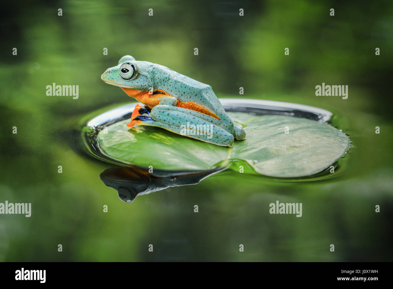 Frog sitting on lotus leaf, Indonesia Stock Photo