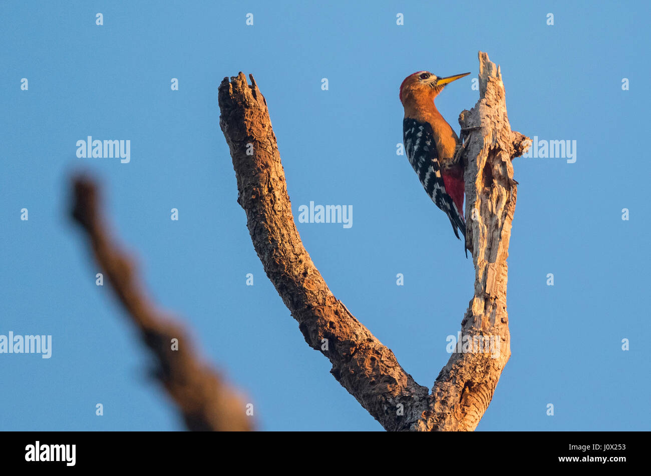 Rufous-bellied Woodpecker (Dendrocopos hyperythrus) male, Tmatboey, Cambodia Stock Photo