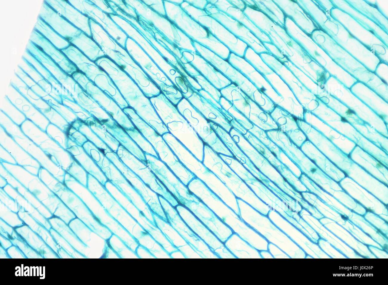 The Microscopic World. Onion epidermis with cells. Stock Photo