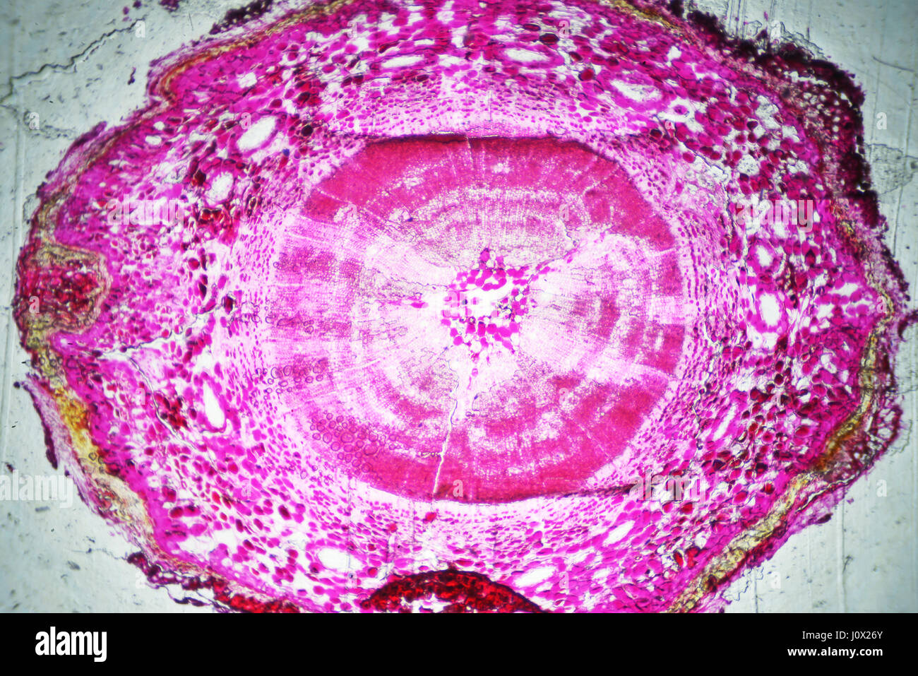 The Microscopic World. Pinetree stem under microscope. Stock Photo