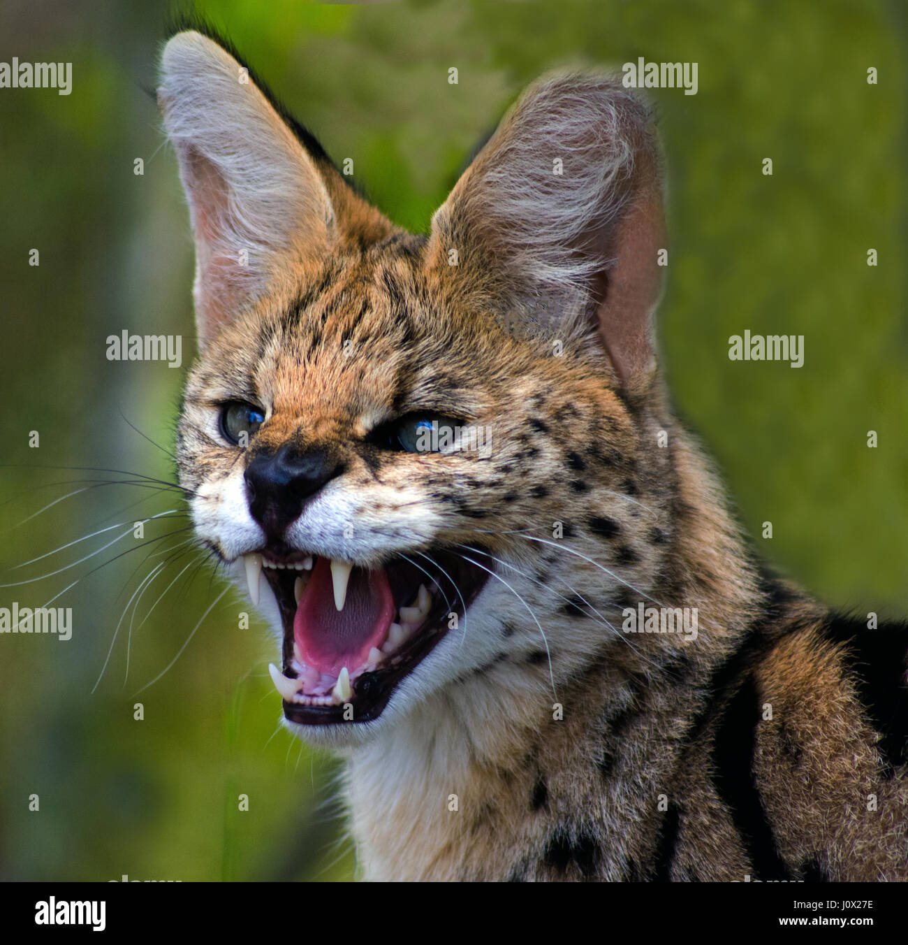 Portrait of an African Wild Cat growling, Limpopo, South Africa Stock Photo