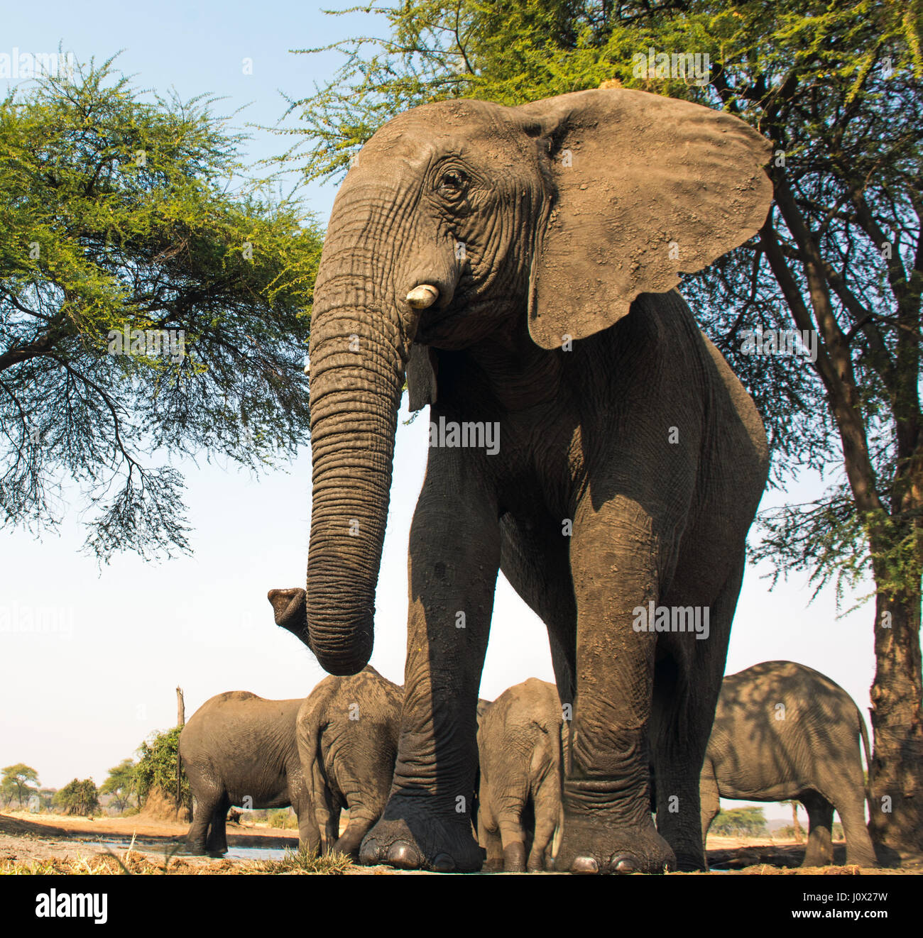 Elephant bull at Waterhole Okavango, Botswana Stock Photo