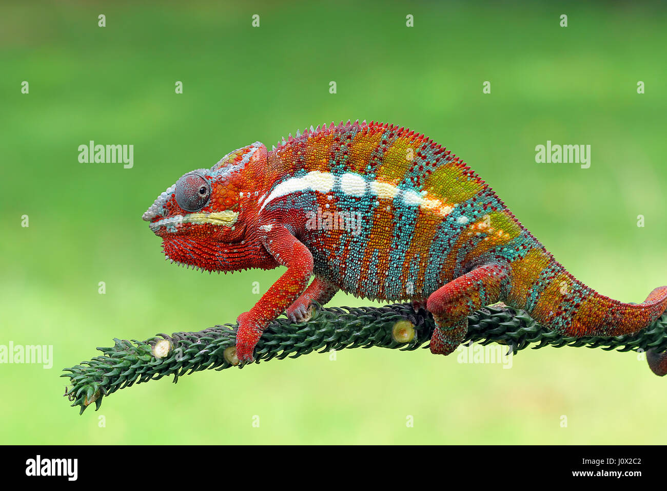 Panther chameleon on branch, Indonesia Stock Photo