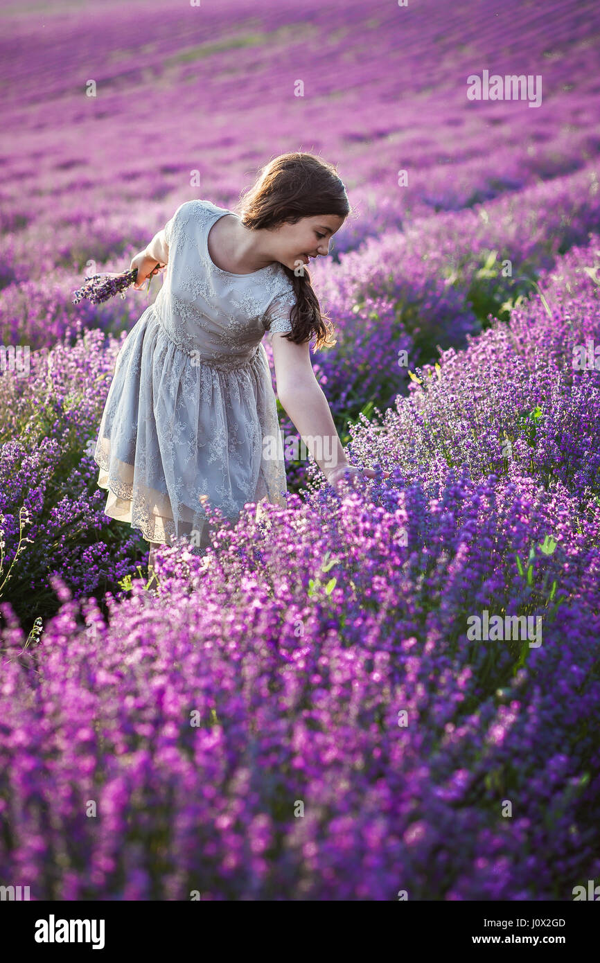 Girl in lavender field picking flowers Stock Photo