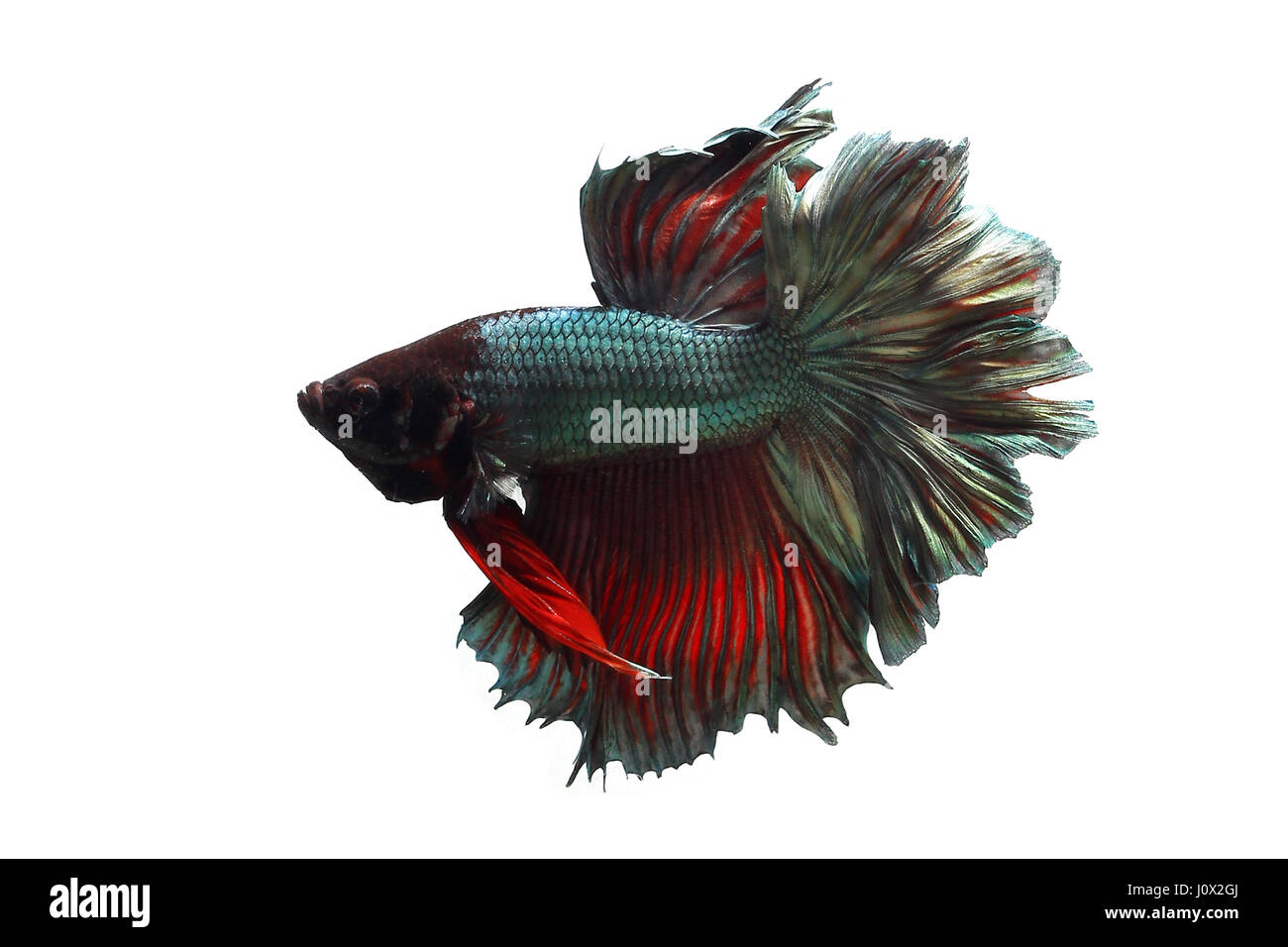 Portrait betta fish, Indonesia Stock Photo