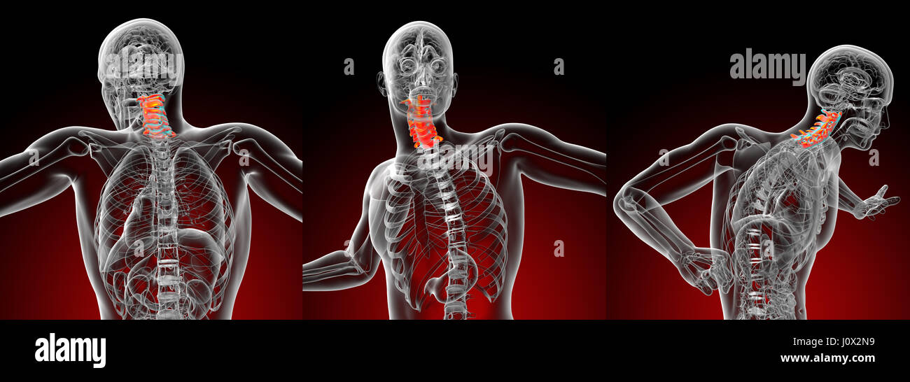 3d rendering medical illustration of the cervical spine Stock Photo - Alamy