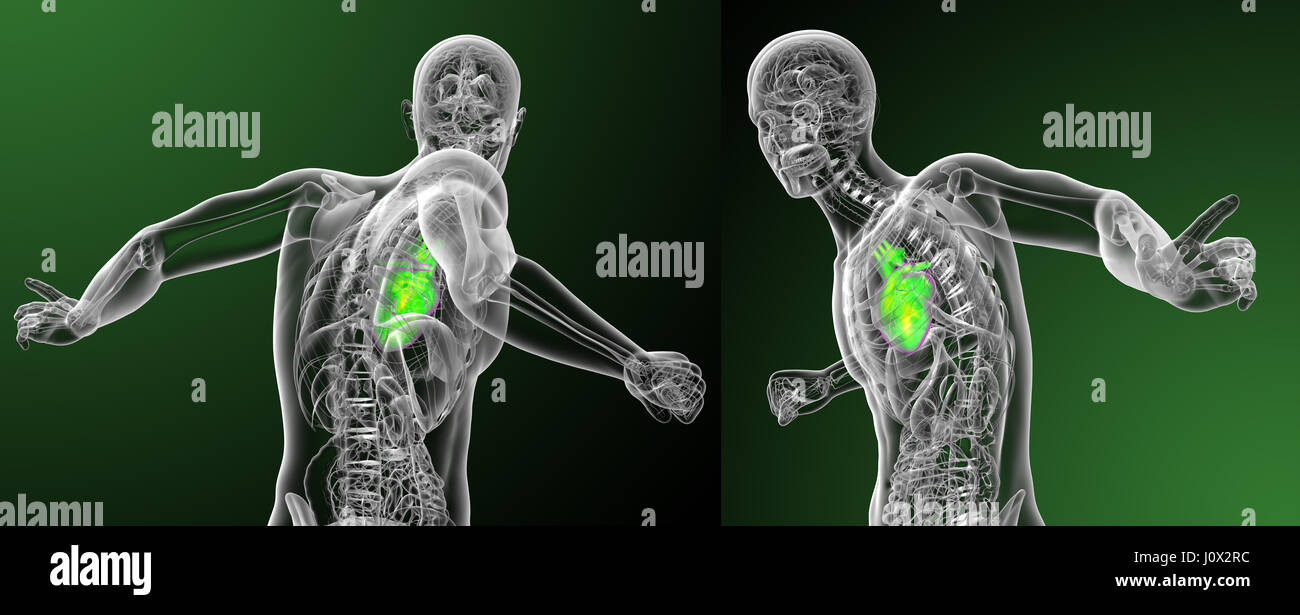3d rendering medical illustration of the human heart Stock Photo - Alamy