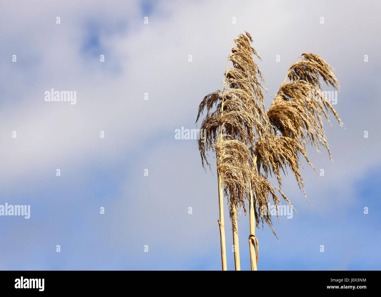 Pampas grass against a blue sky background Stock Photo