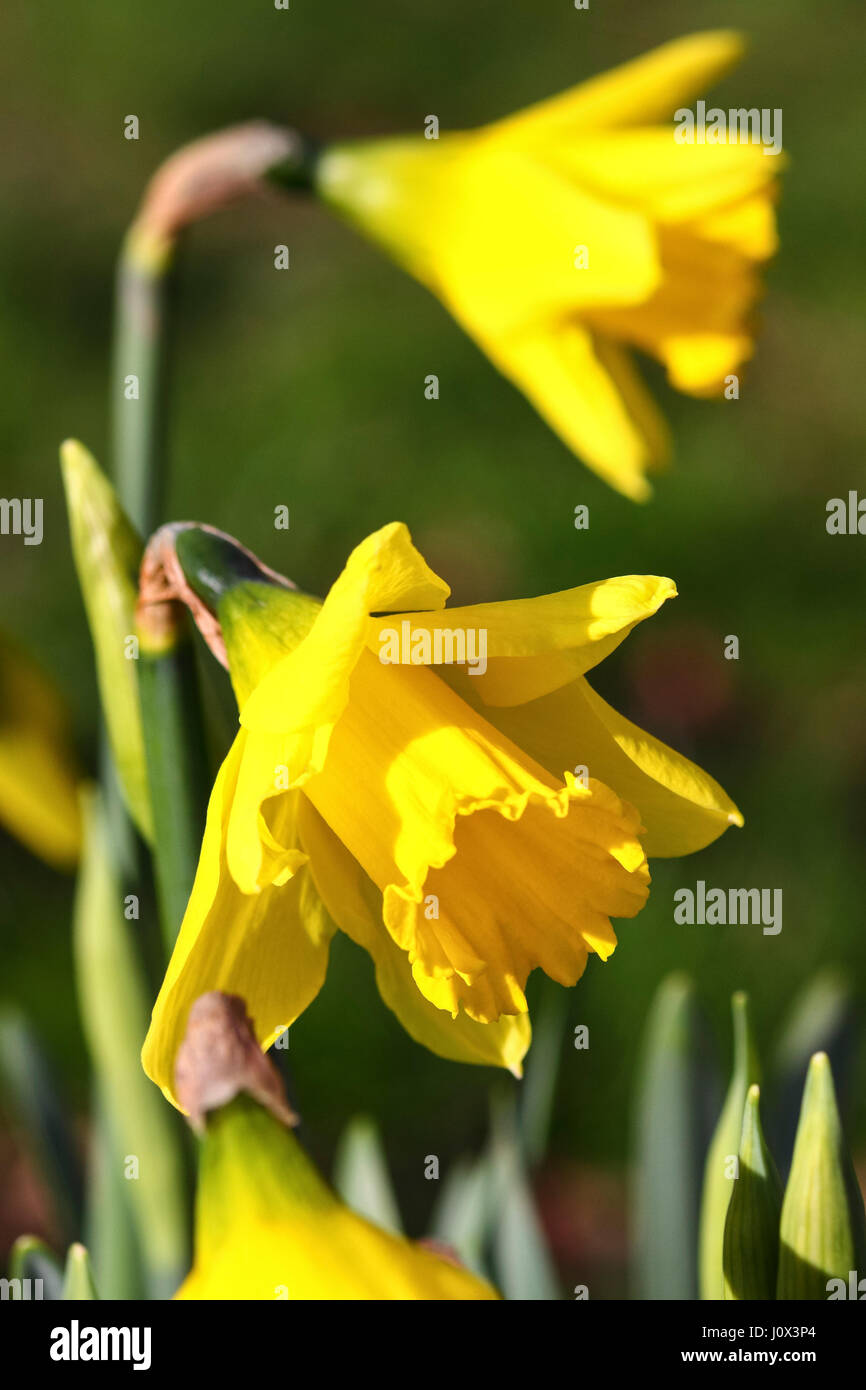 Springtime daffodils Stock Photo