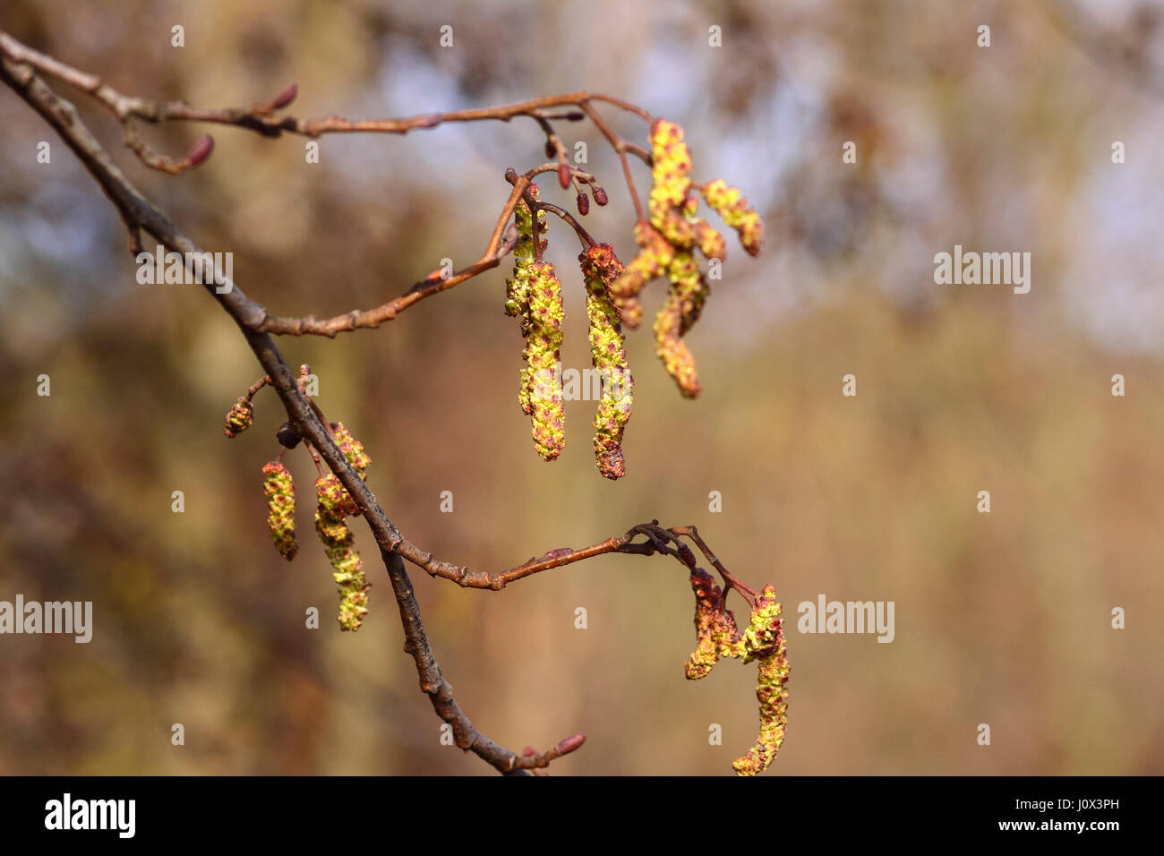 Spring catkins on a tree Stock Photo