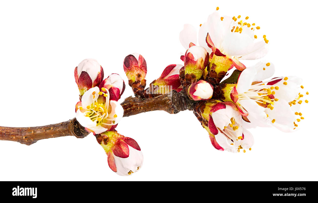 Spring blossoms - Apple tree flowers isolated on white Stock Photo