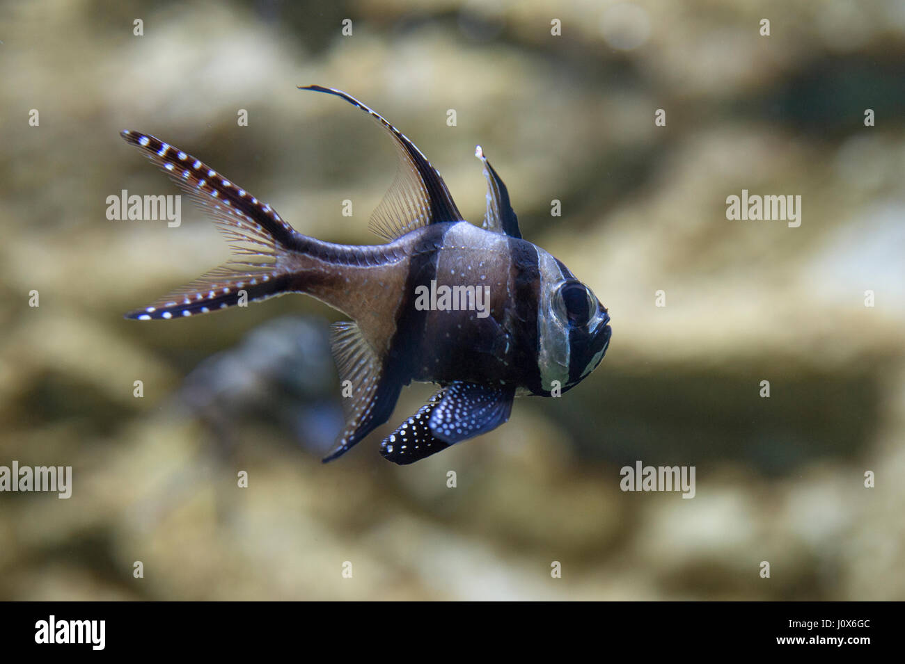 Banggai cardinal fish, Pterapogon kauderni, Apogonidae Stock Photo