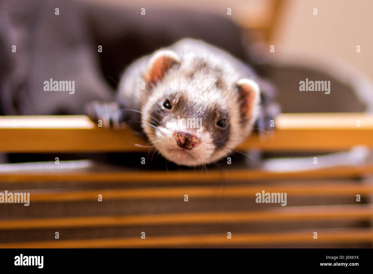 Ferret, Awoken from a Nap Stock Photo