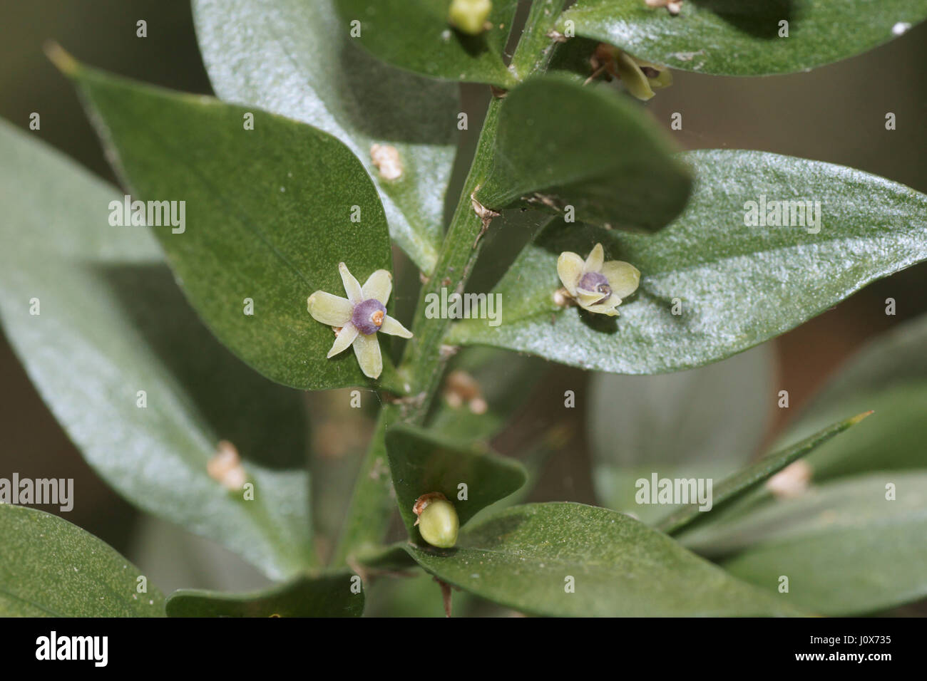 Ruscus hi-res stock photography and images - Alamy
