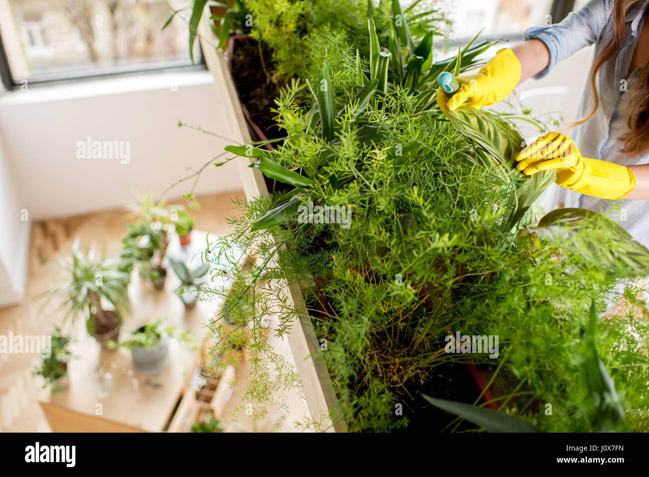 Taking care of plants Stock Photo Alamy