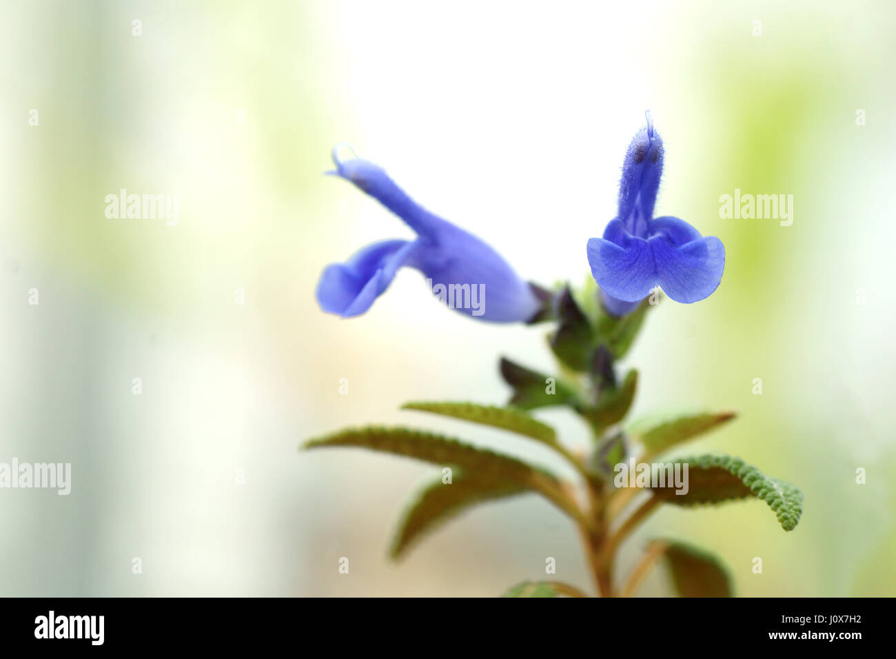 Salvia corrugata Stock Photo