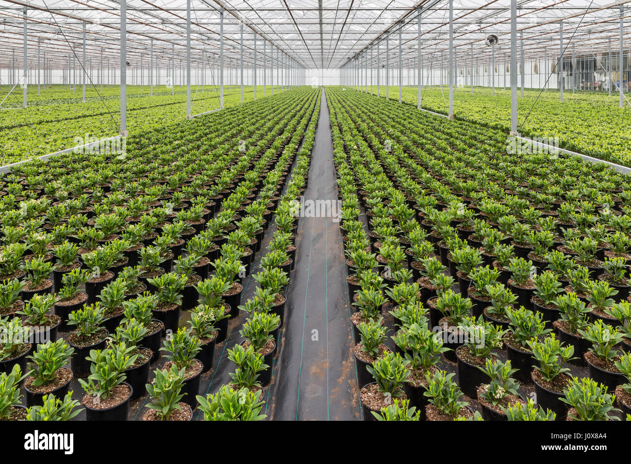Dutch greenhouse with cultivation of Skimmia plants Stock Photo