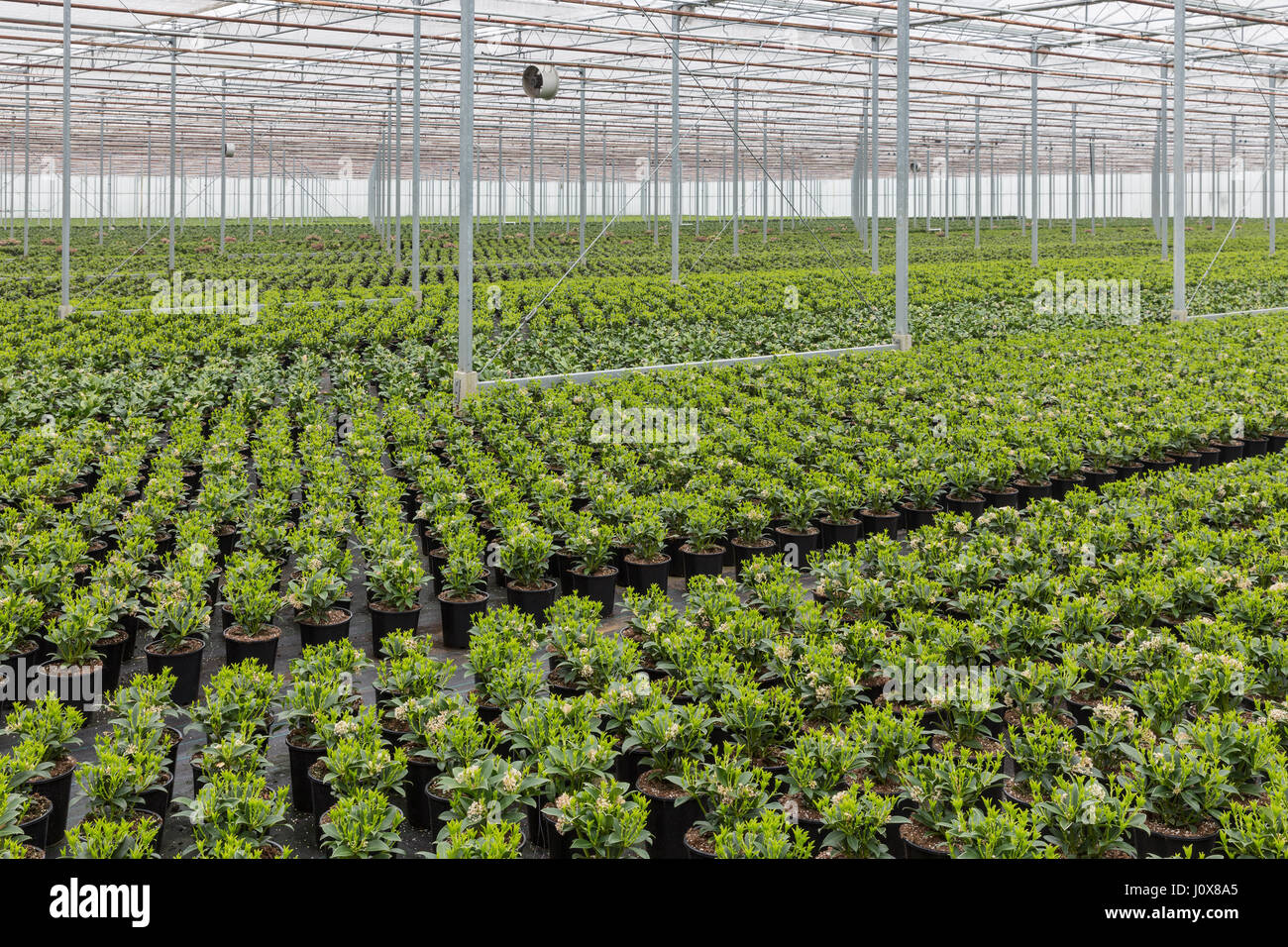 Dutch greenhouse with cultivation of Skimmia plants Stock Photo