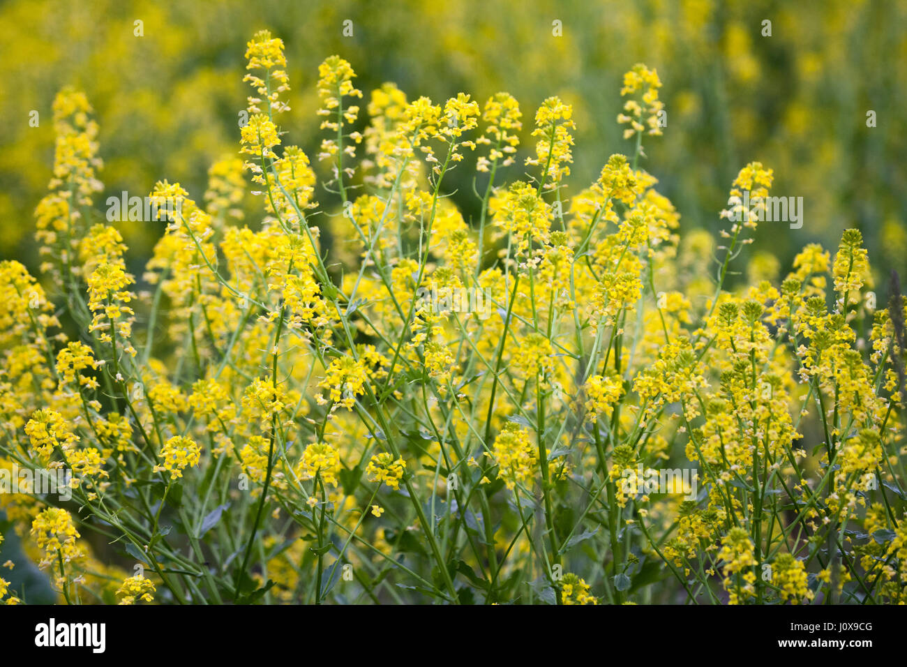 Wild mustard plant hires stock photography and images Alamy