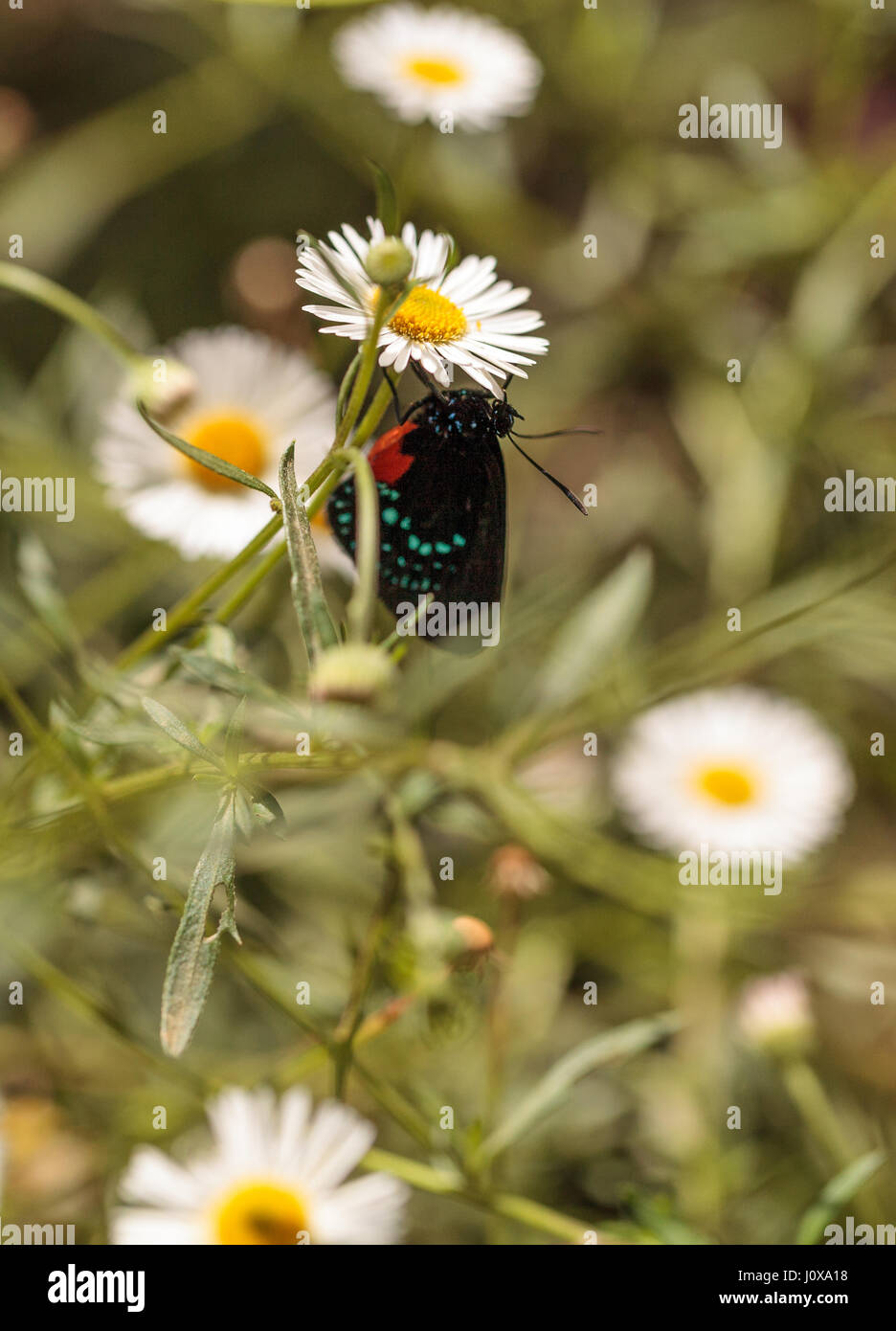 Atala hairstreak butterfly, Eumaeus atala, on a daisy flower in a garden in spring Stock Photo