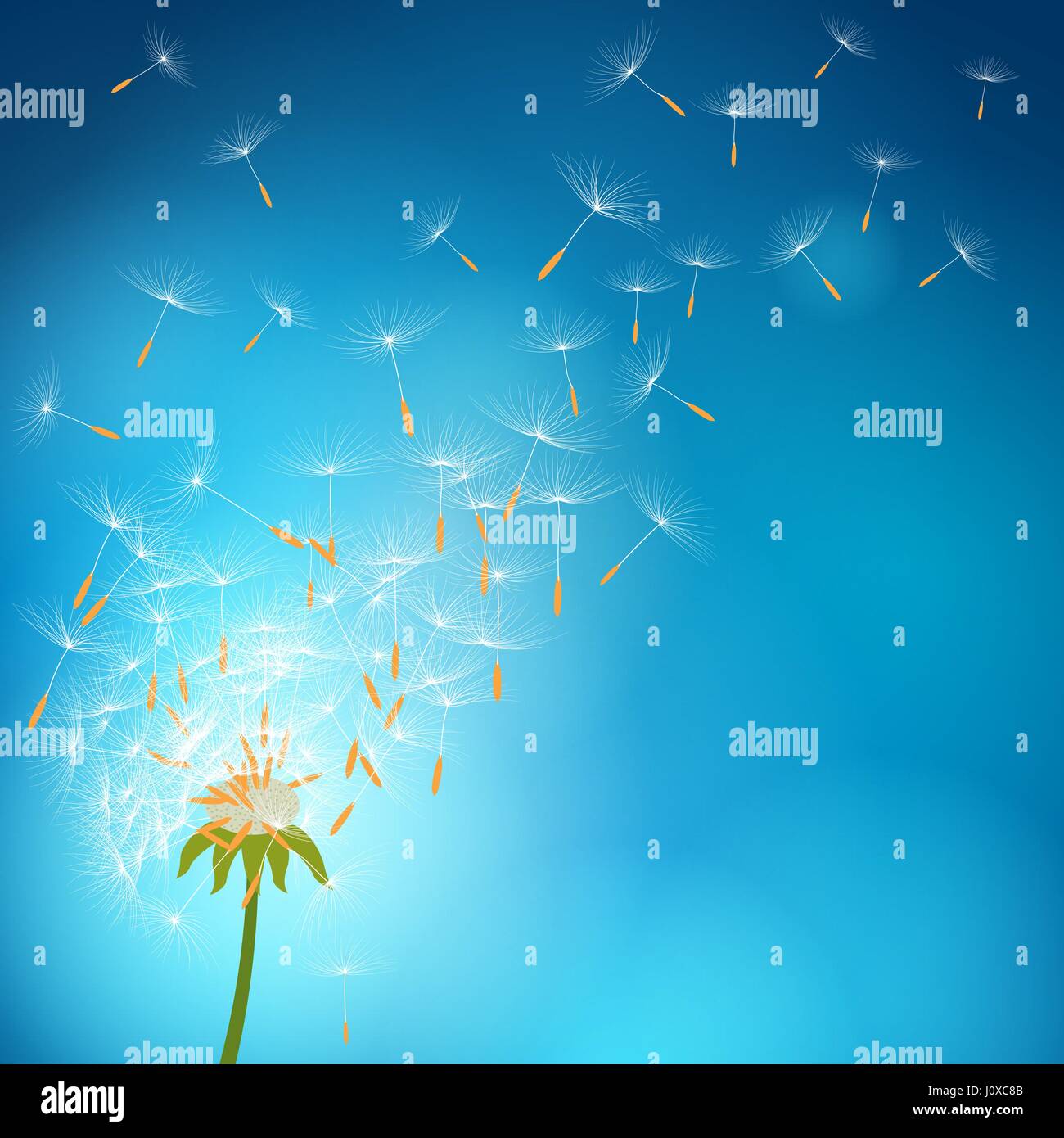 Overblown dandelion with seeds flying away with the wind - vector Stock Vector