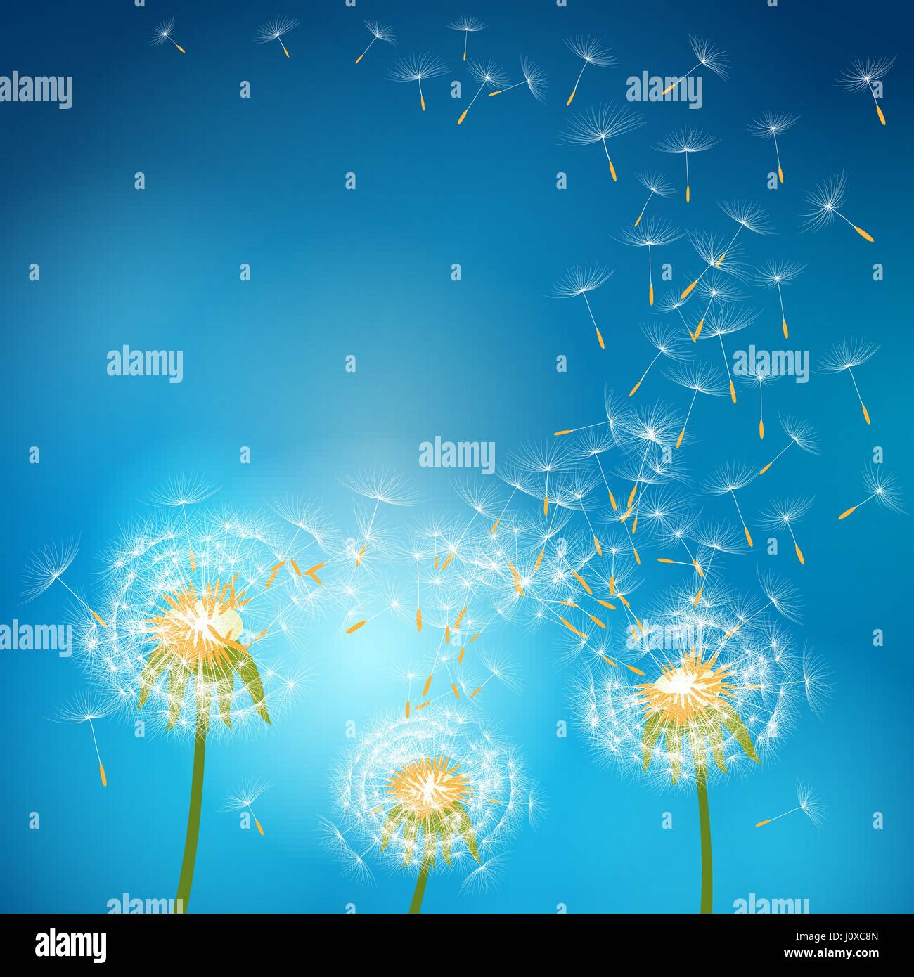 Dandelion flower with seeds flying away with the wind - vector nature background Stock Vector