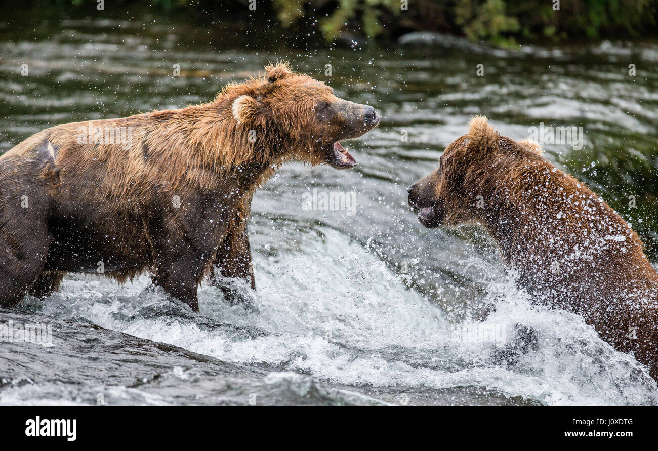 Two brown bears fight for a place on the river for fishing. USA. Alaska. Kathmai National Park. Great illustration. Stock Photo